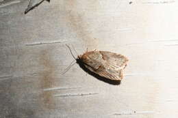 Acleris maccana Treitschke 1835的圖片