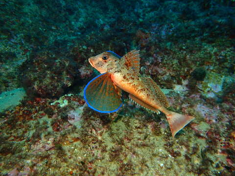 Image of Rock Gurnard