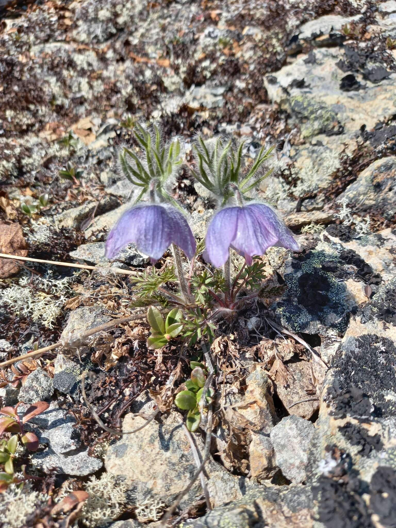 Imagem de Pulsatilla ajanensis Regel & Tiling