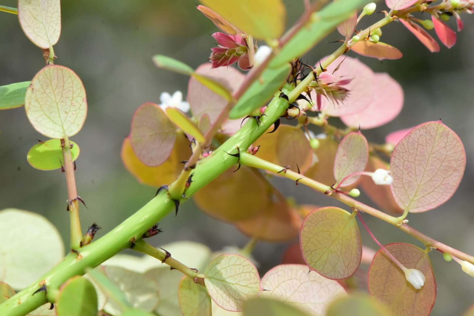 Phyllanthus nummularioides Müll. Arg.的圖片