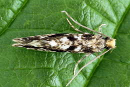 Image of Cork Moth