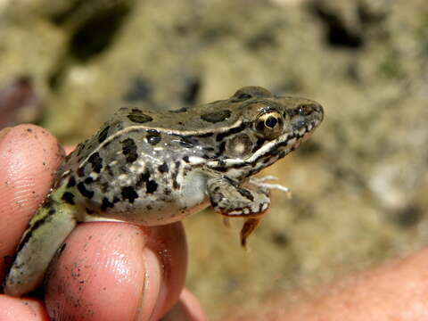 Image of Rio Grande Leopard Frog