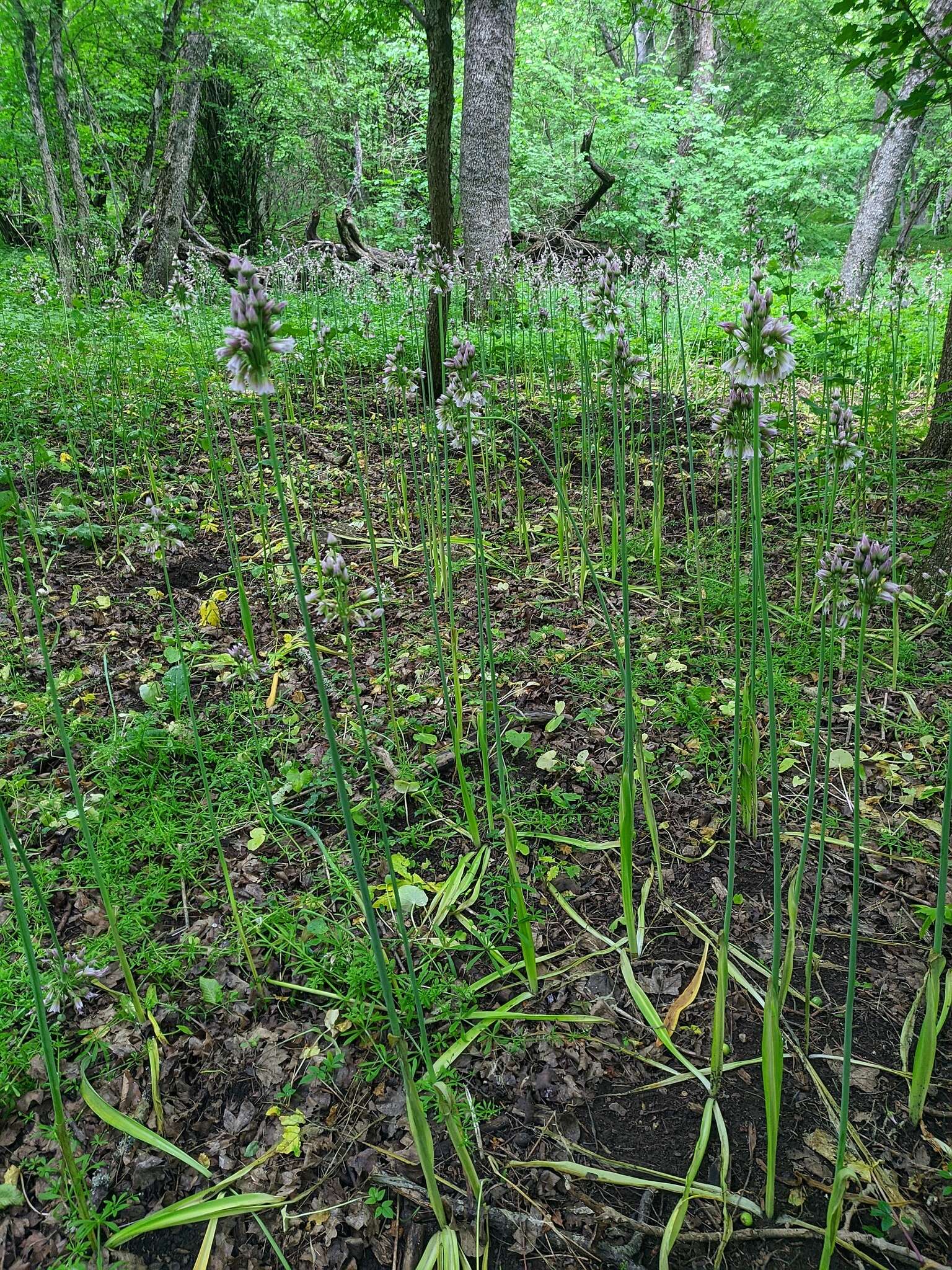 Image of Allium siculum subsp. dioscoridis (Sm.) K. Richt.