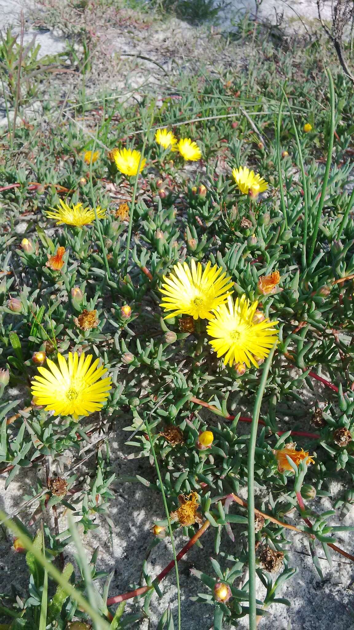 Image of Lampranthus explanatus (L. Bol.) N. E. Br.