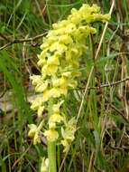 صورة Orchis pallens L.