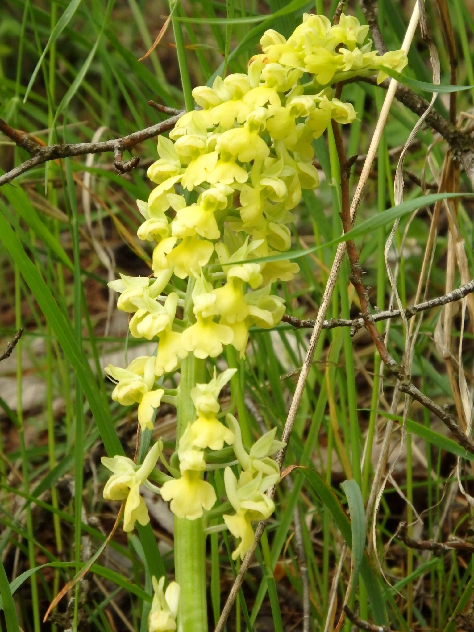 صورة Orchis pallens L.