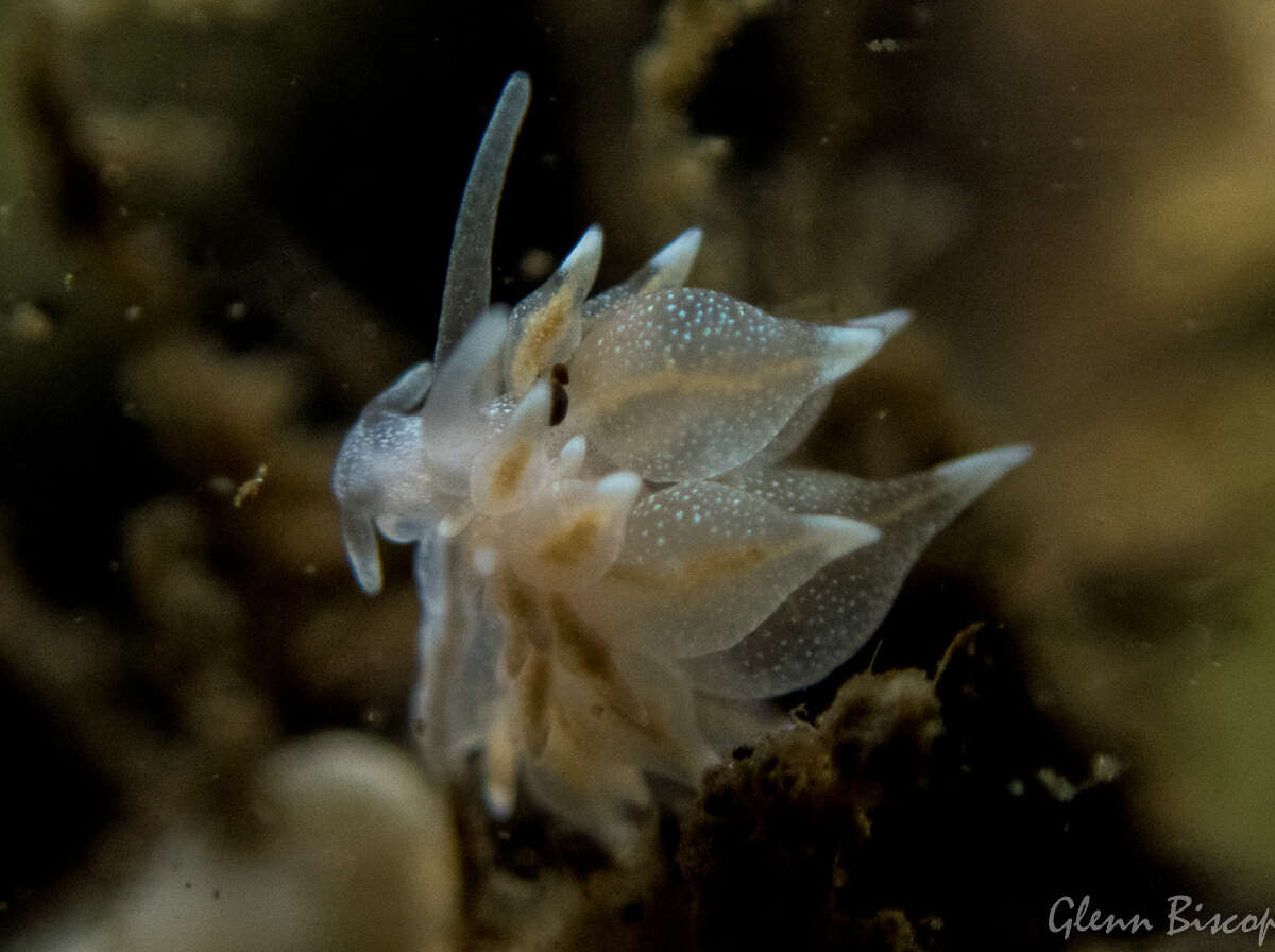 Image of Amphorina linensis (Garcia-Gomez, Cervera & Garcia 1990)