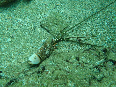 Image of Guinea Chick Lobster