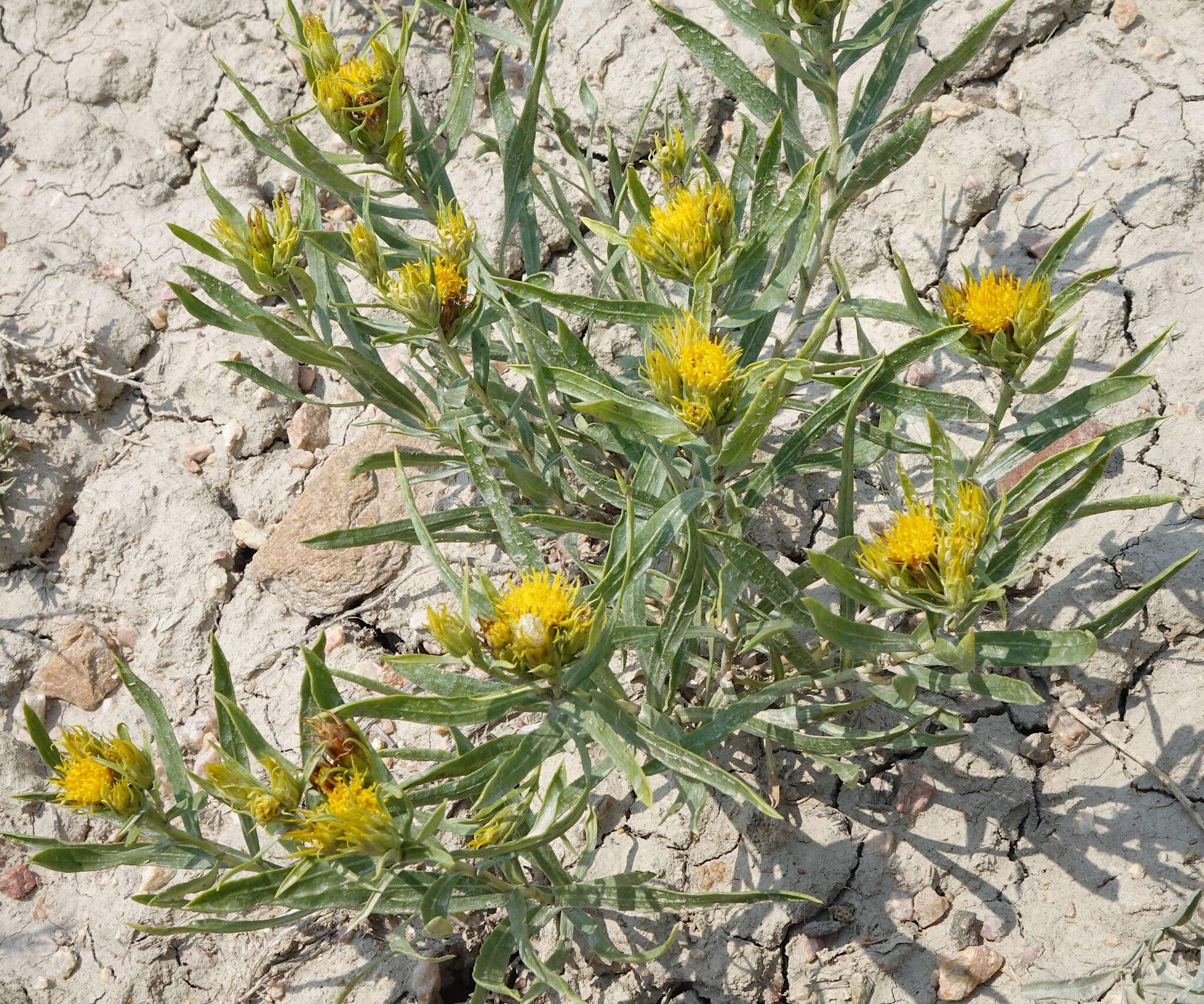 Image of Ward's false goldenweed