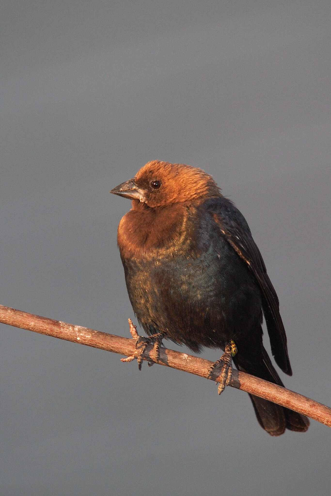 Image of Brown-headed Cowbird