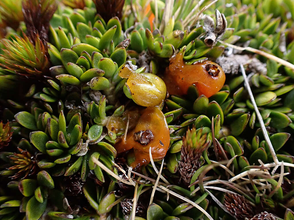 Image of Coprosma niphophila Orchard