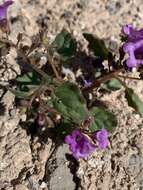 Phacelia pulchella A. Gray resmi