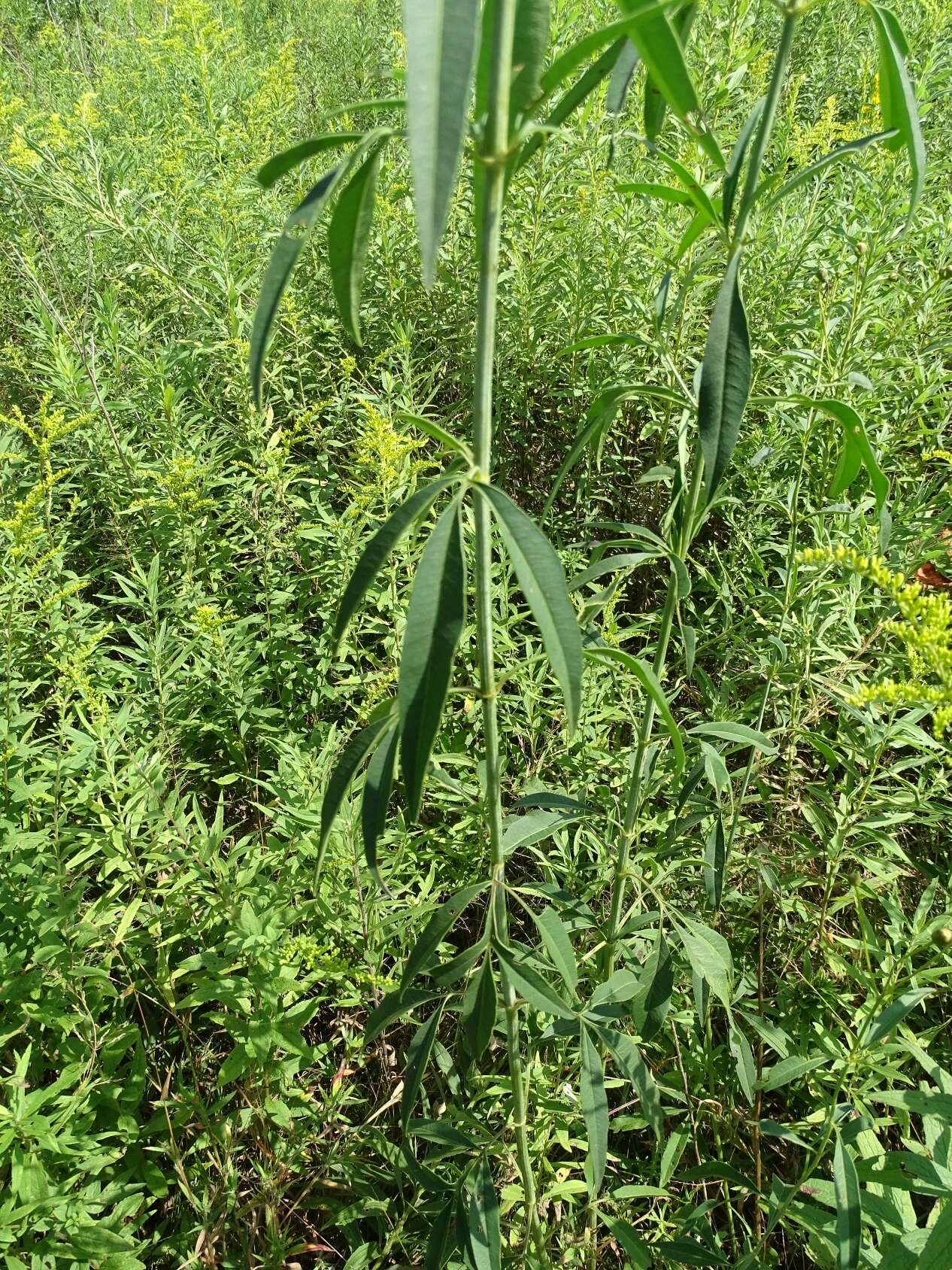 Image de Coreopsis tripteris L.