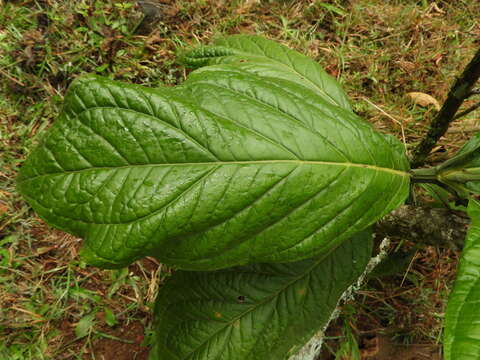 Image of Macrocarpaea macrophylla (Kunth) Gilg