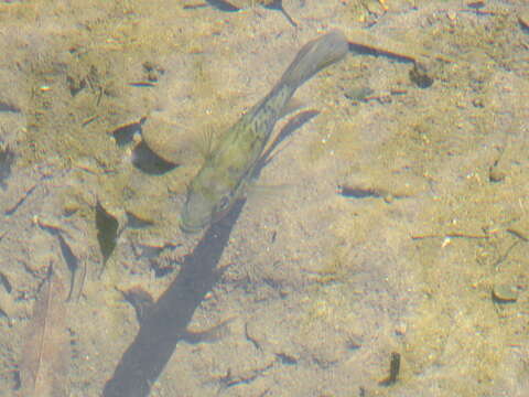 Image of Haitian cichlid