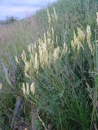 Imagem de Astragalus asper Jacq.