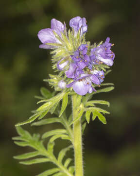 Image of Franklin's phacelia