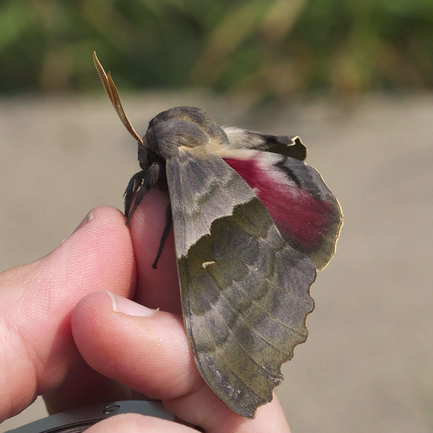 صورة Pachysphinx modesta (Harris 1839)