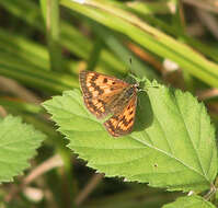 Image de Lycaena rauparaha (Fereday 1877)