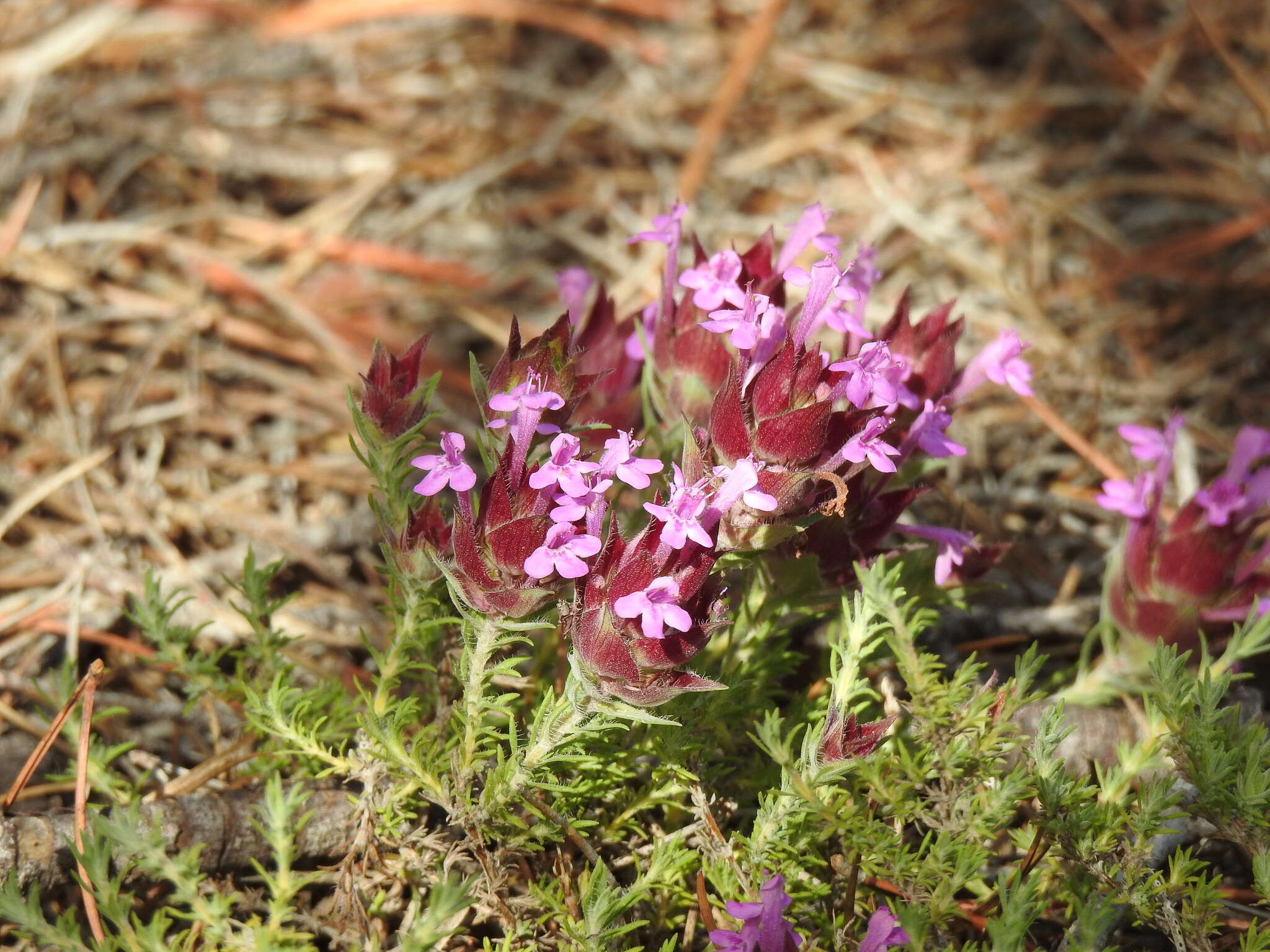 Image of Thymus lotocephalus G. López & R. Morales