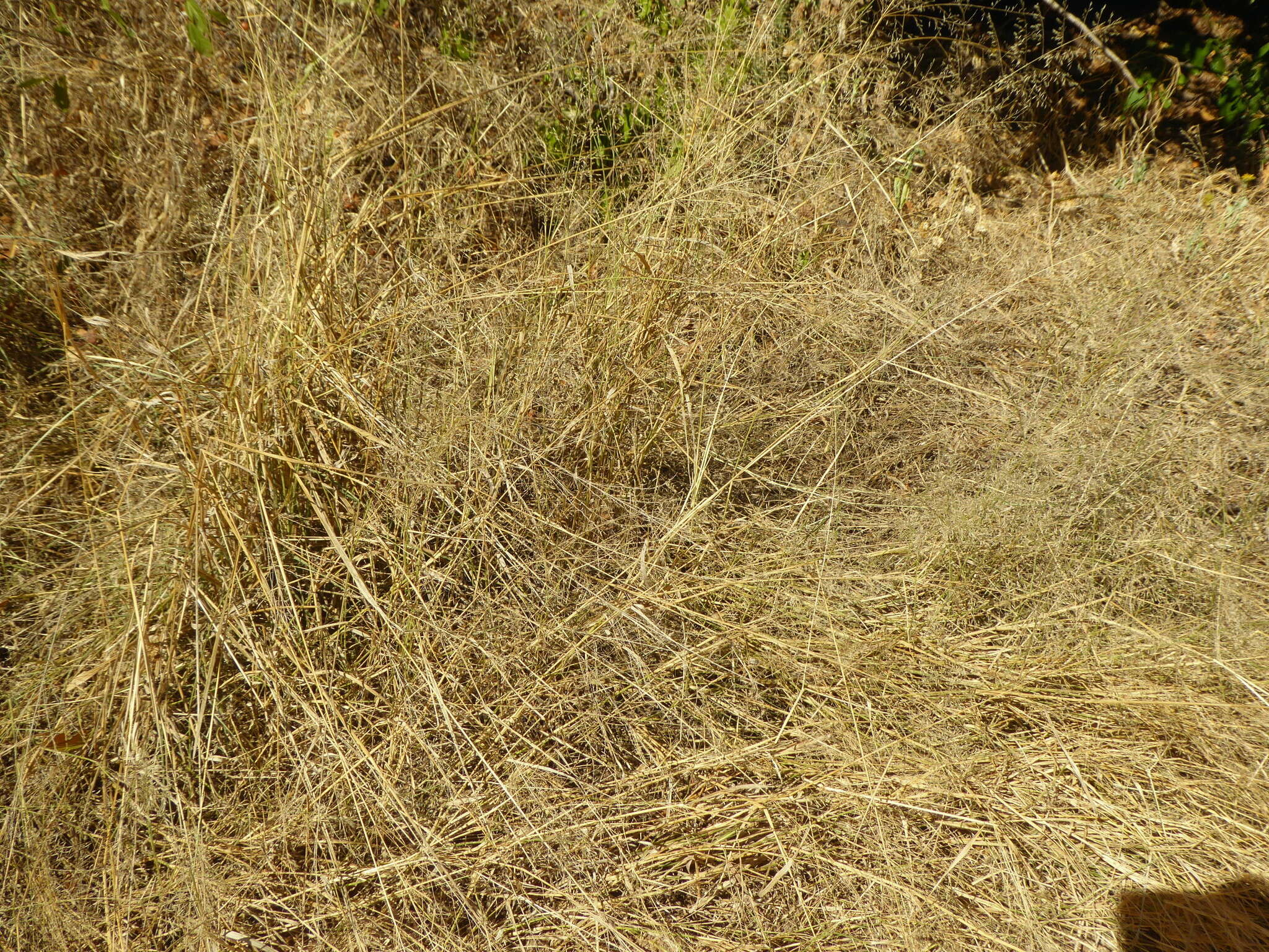 Eragrostis lehmanniana Nees的圖片