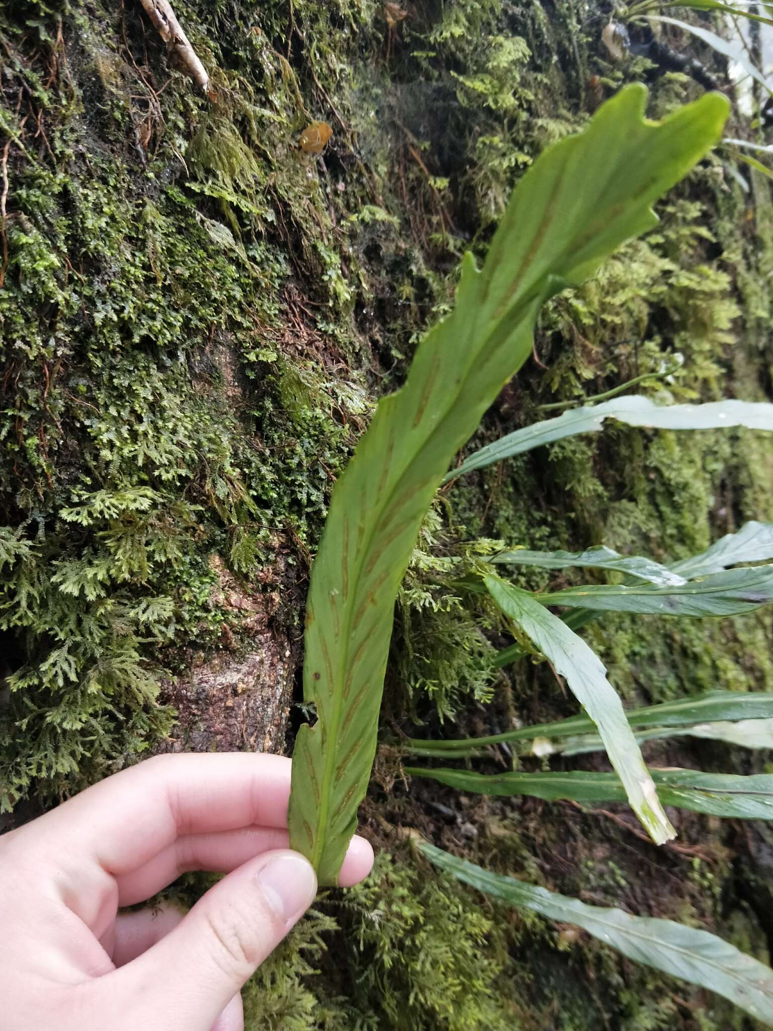 Imagem de Asplenium ensiforme Wall.