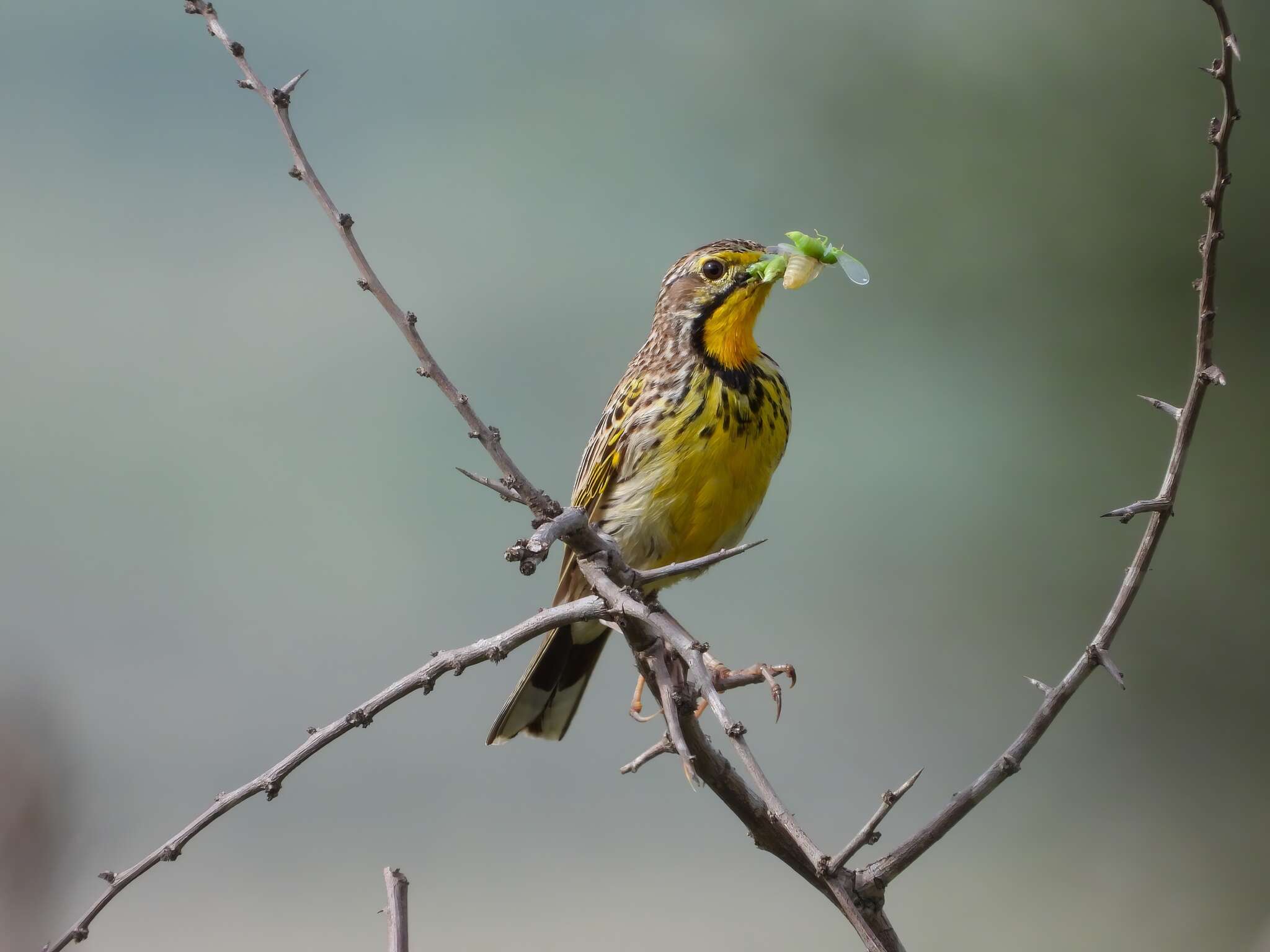 Image of Pangani Longclaw