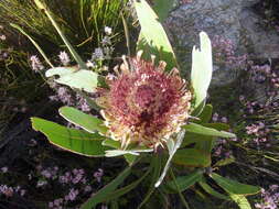 Image of Protea lorifolia (Salisb. ex Knight) Fourc.