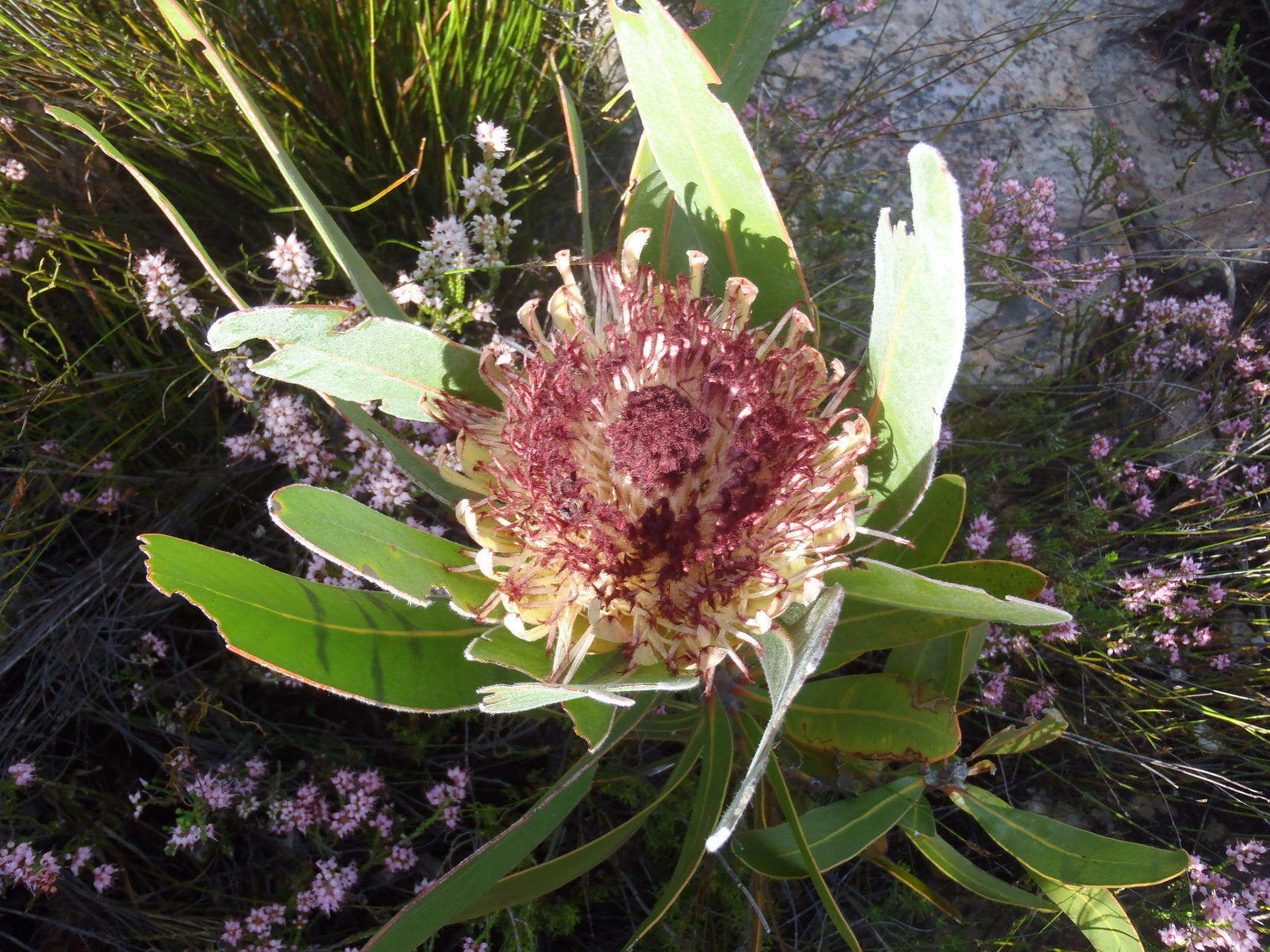 Image of Protea lorifolia (Salisb. ex Knight) Fourc.