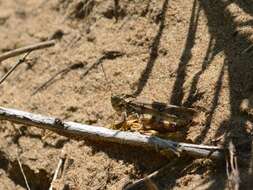 Image of Mottled Sand Grasshopper