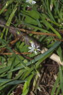 Image of Arthropodium candidum Raoul