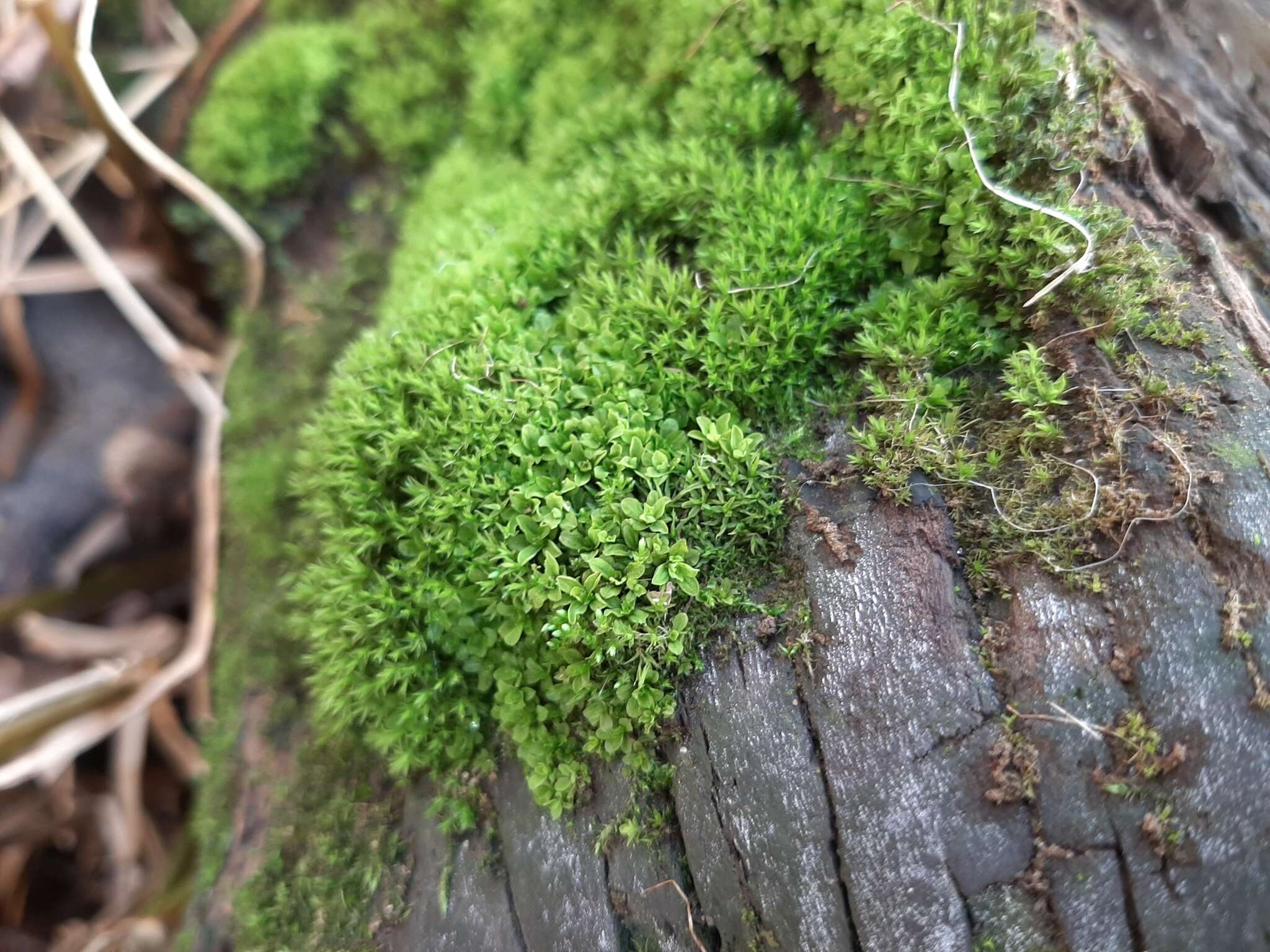 Image of Wideleaf Tortula Moss