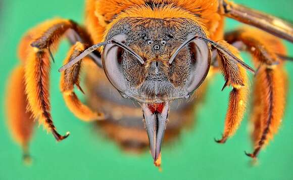 Image of Xylocopa ruficeps Friese 1910