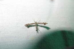 Image of Geranium Plume Moth