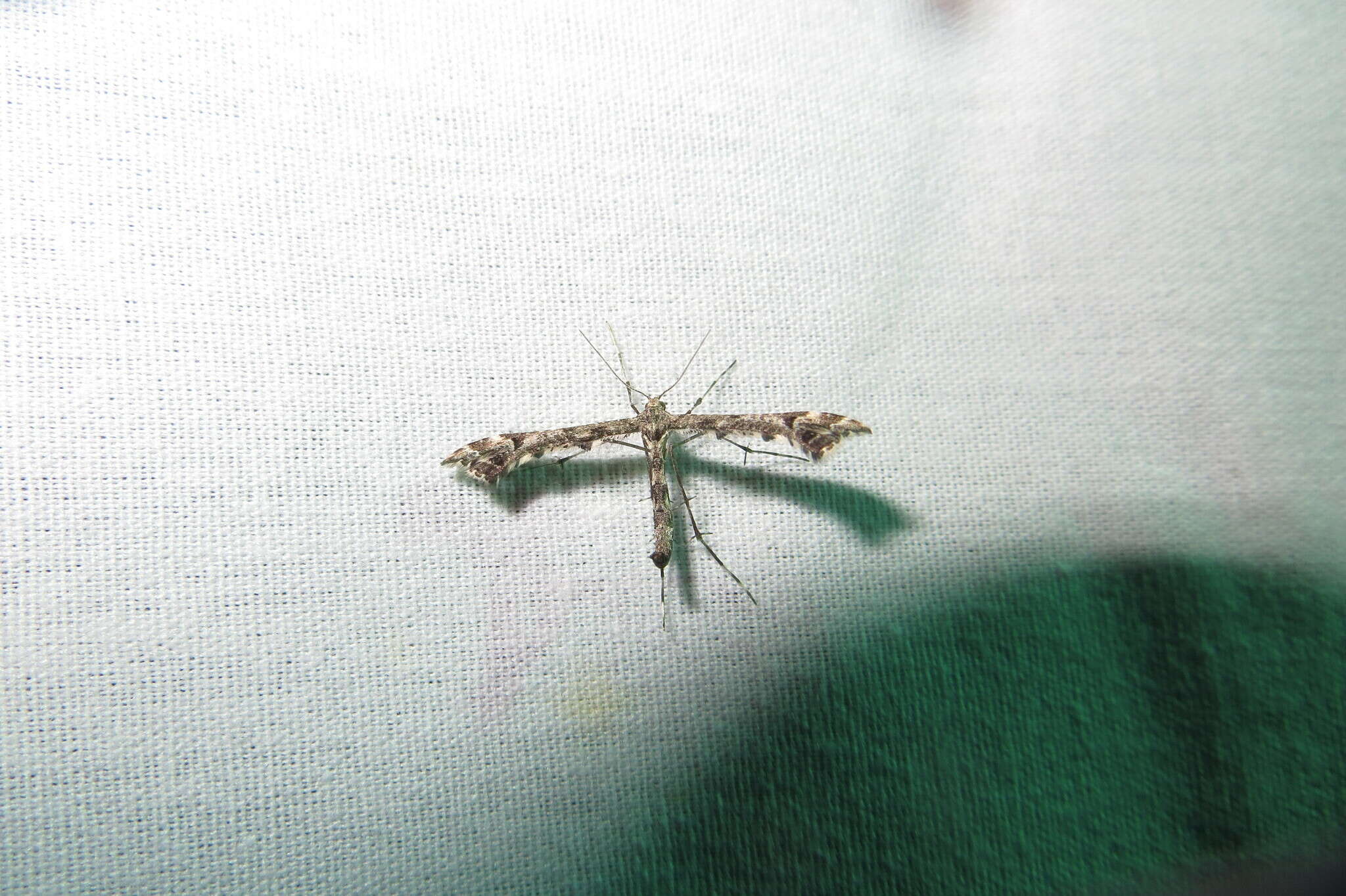 Image of Geranium Plume Moth