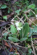 Image of Primula ruprechtii Kusnez. ex Lipsky