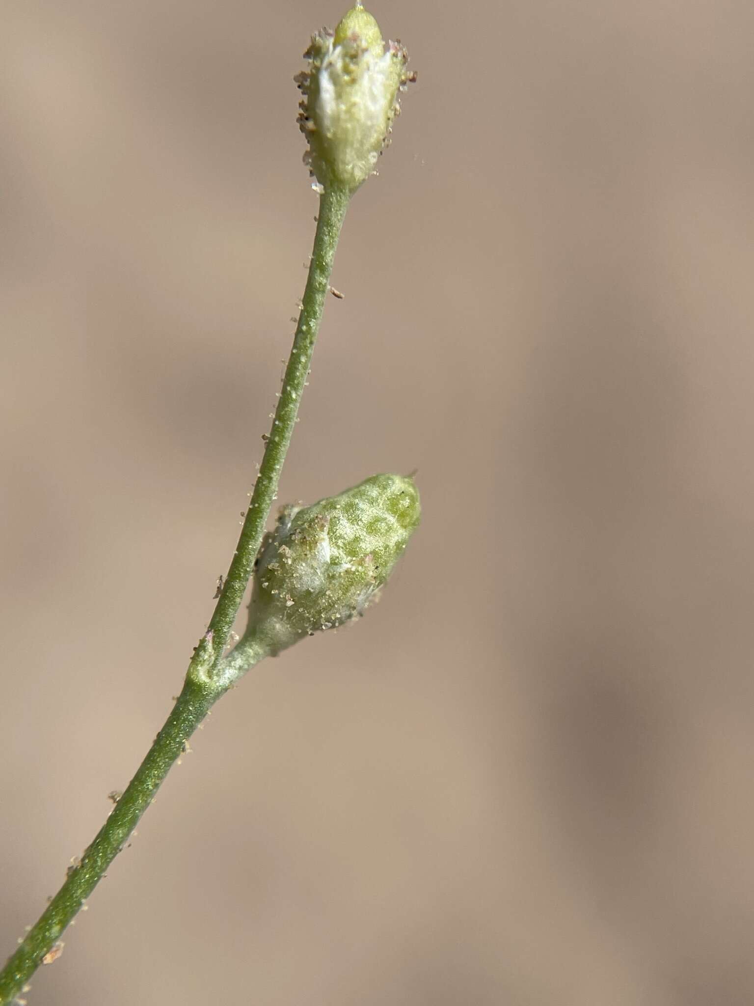 Image of Lott's gilia