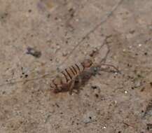 Image of Springtail