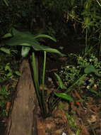 Image of green arrow arum