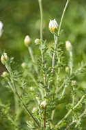 Image of Austrian chamomile