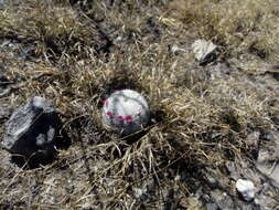 Image of Mammillaria haageana Pfeiff.