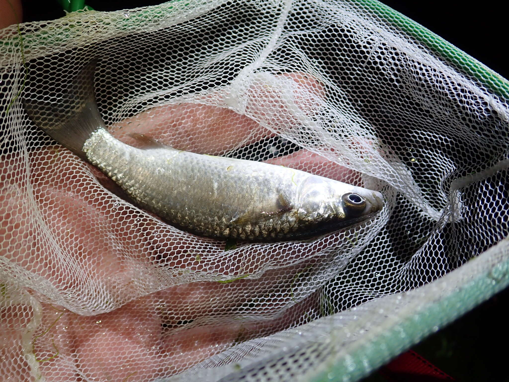 Image of Berneo-mullet