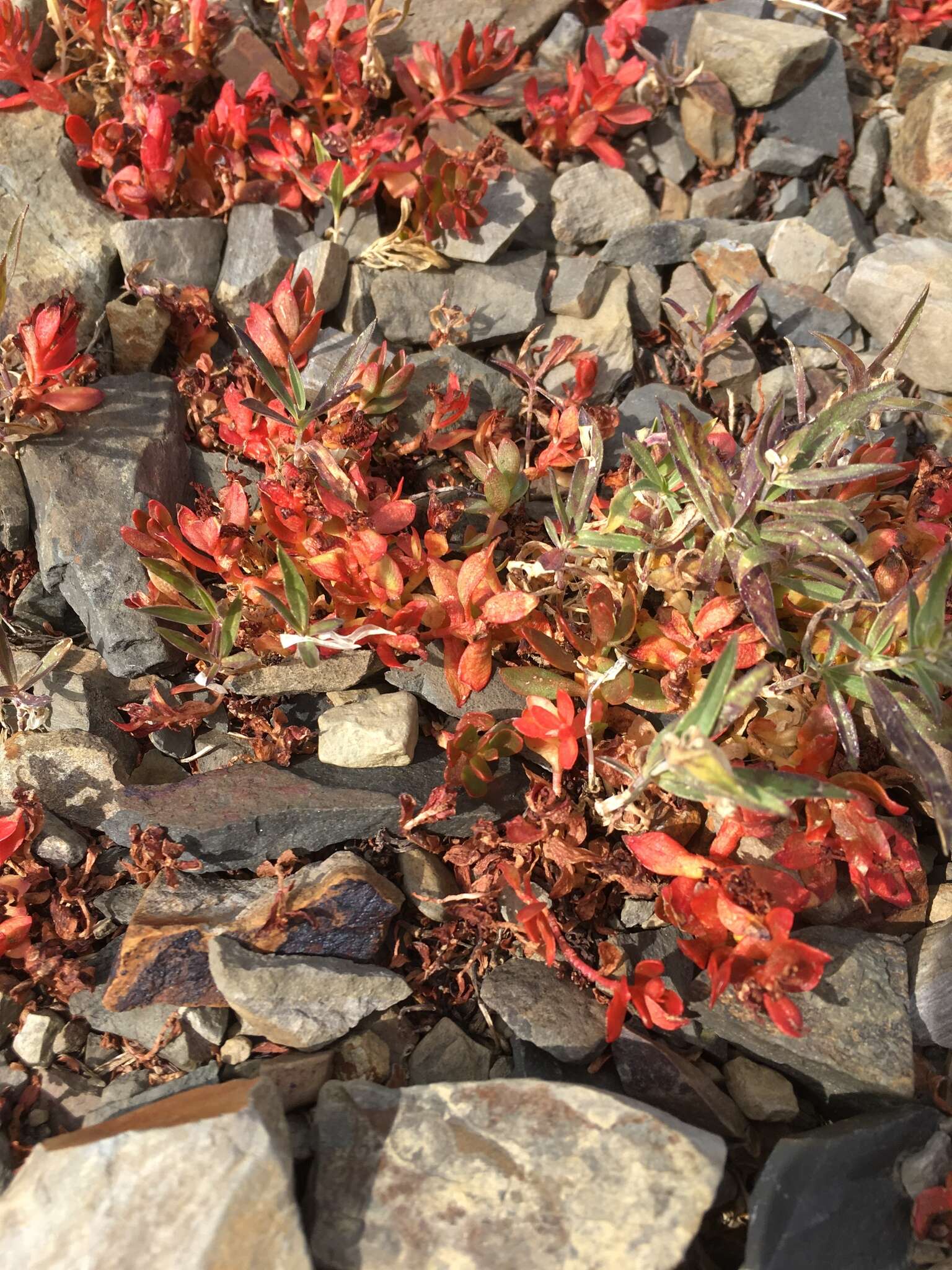 Image of ledge stonecrop