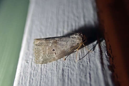 Image of Dotted Graylet Moth