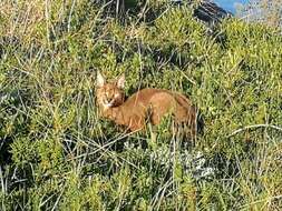 Image of Caracal caracal caracal (Schreber 1776)