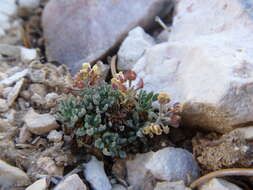 Image of Ostler's pepperweed