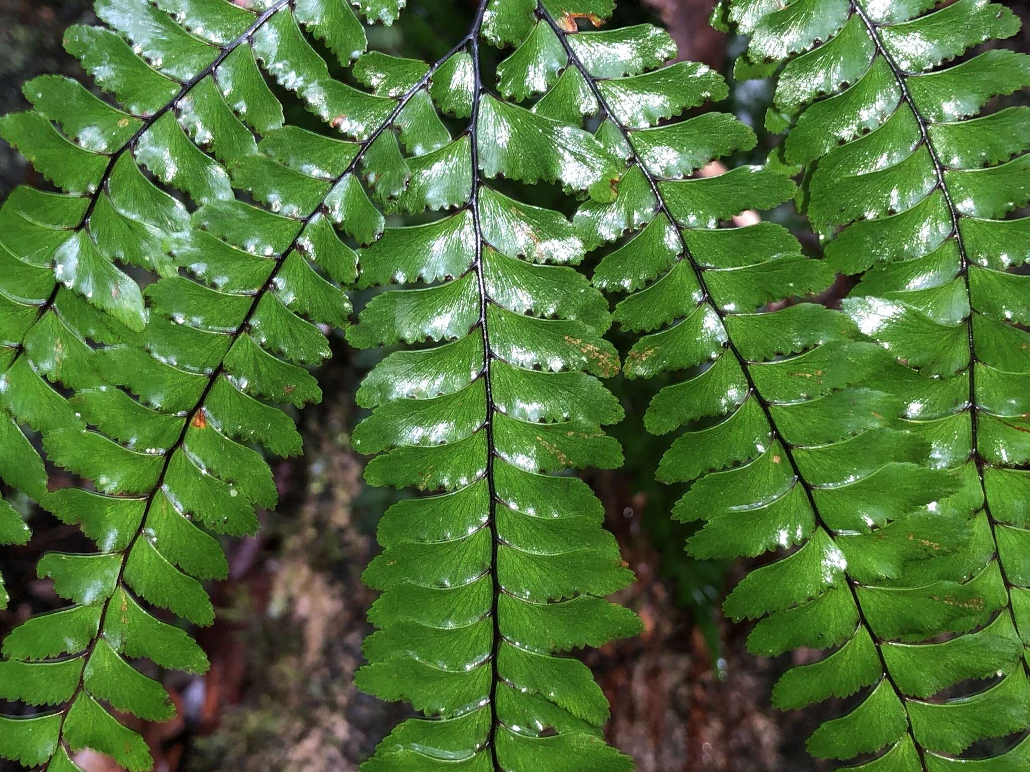 Imagem de Adiantum silvaticum Tind.