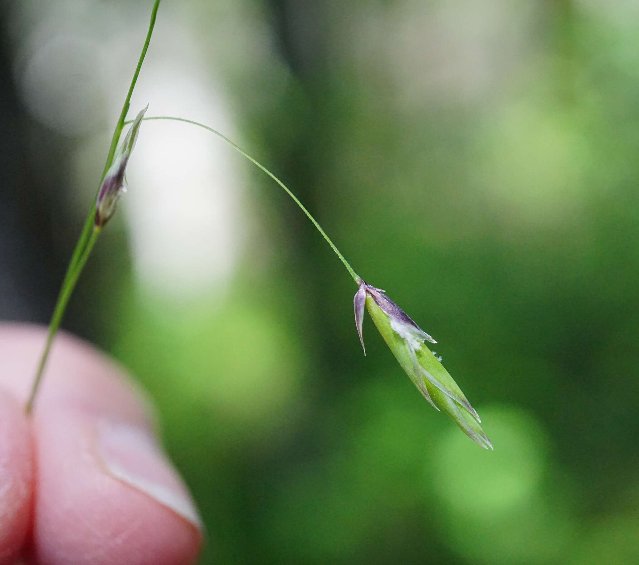 Image of Geyer's oniongrass