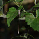 Image of Lestes garoensis Lahiri 1987