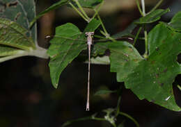 Image of Lestes garoensis Lahiri 1987